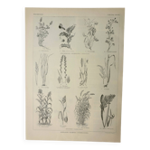 Old engraving 1922, Fodder, cereals, plants, fodder • Lithograph, original illustration