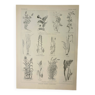 Gravure ancienne 1922, Fourrage, cereales, plantes, fourragères • Lithographie, illustration origina