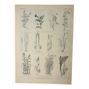 Gravure ancienne 1922, Fourrage, cereales, plantes, fourragères • Lithographie, illustration origina