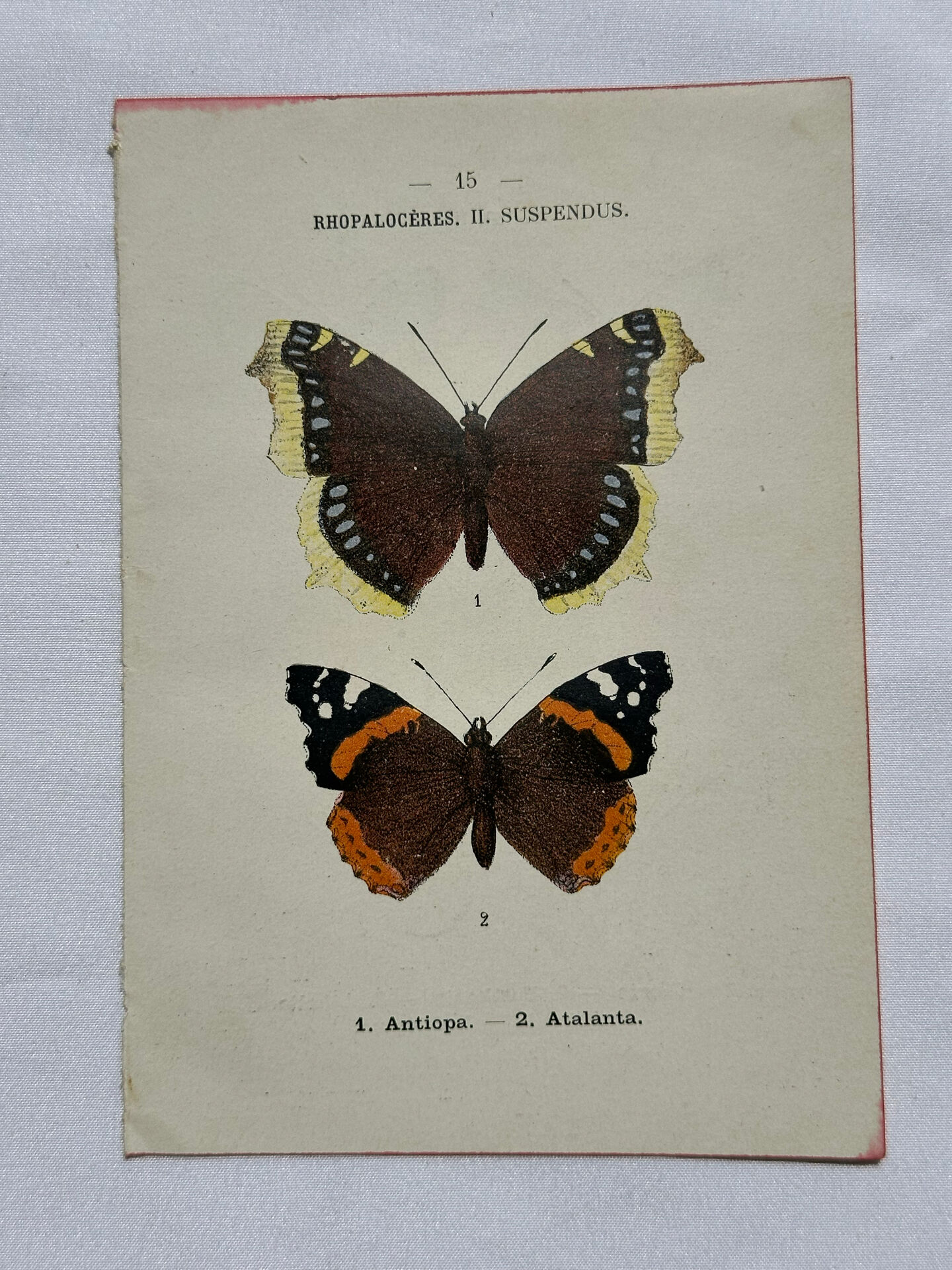 Botanical engraving double-sided butterflies naturalist plate etching