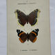 Botanical engraving double-sided butterflies naturalist plate etching
