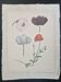 La Roche Laffitte (Born in 1943) - Watercolour drawing on silk - Poppies