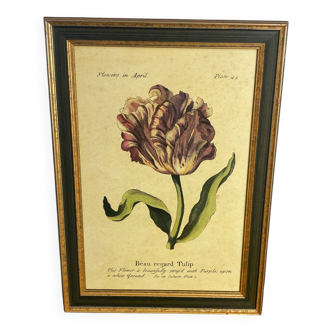 Affiche botanique Beau Regard Tulip d’après J.Duke