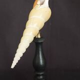 Cabinet of curiosities tibia fusus shell on base