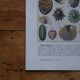 Lot of 2 lithographs on oceanography and molluscs