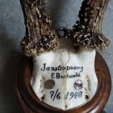 Vintage Scandinavian Hunting Trophy