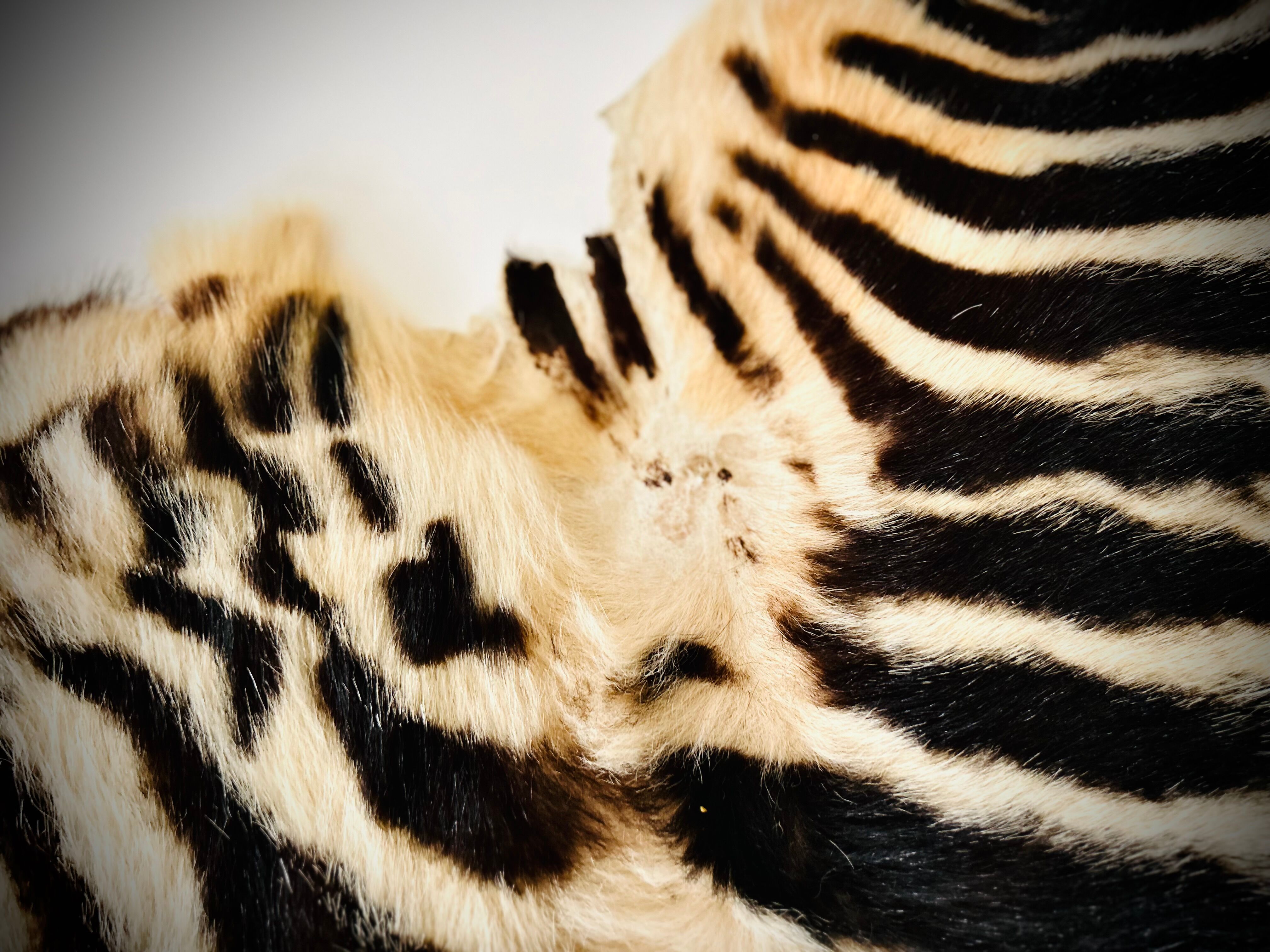 Authentic vintage zebra skin