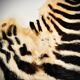 Authentic vintage zebra skin