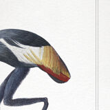 Set of 2 chimeras lithograph animal engraving