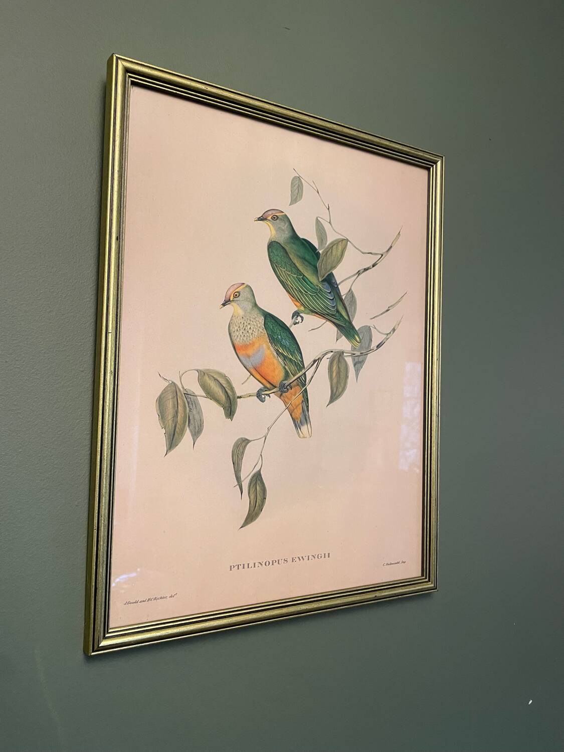 Old lithograph - Ptilinopus Edwingh