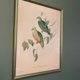 Old lithograph - Ptilinopus Edwingh