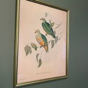Ancienne lithographie- Ptilinopus Edwingh