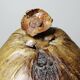 Large box/ice bucket curiosity Naturalised African Coconut vintage
