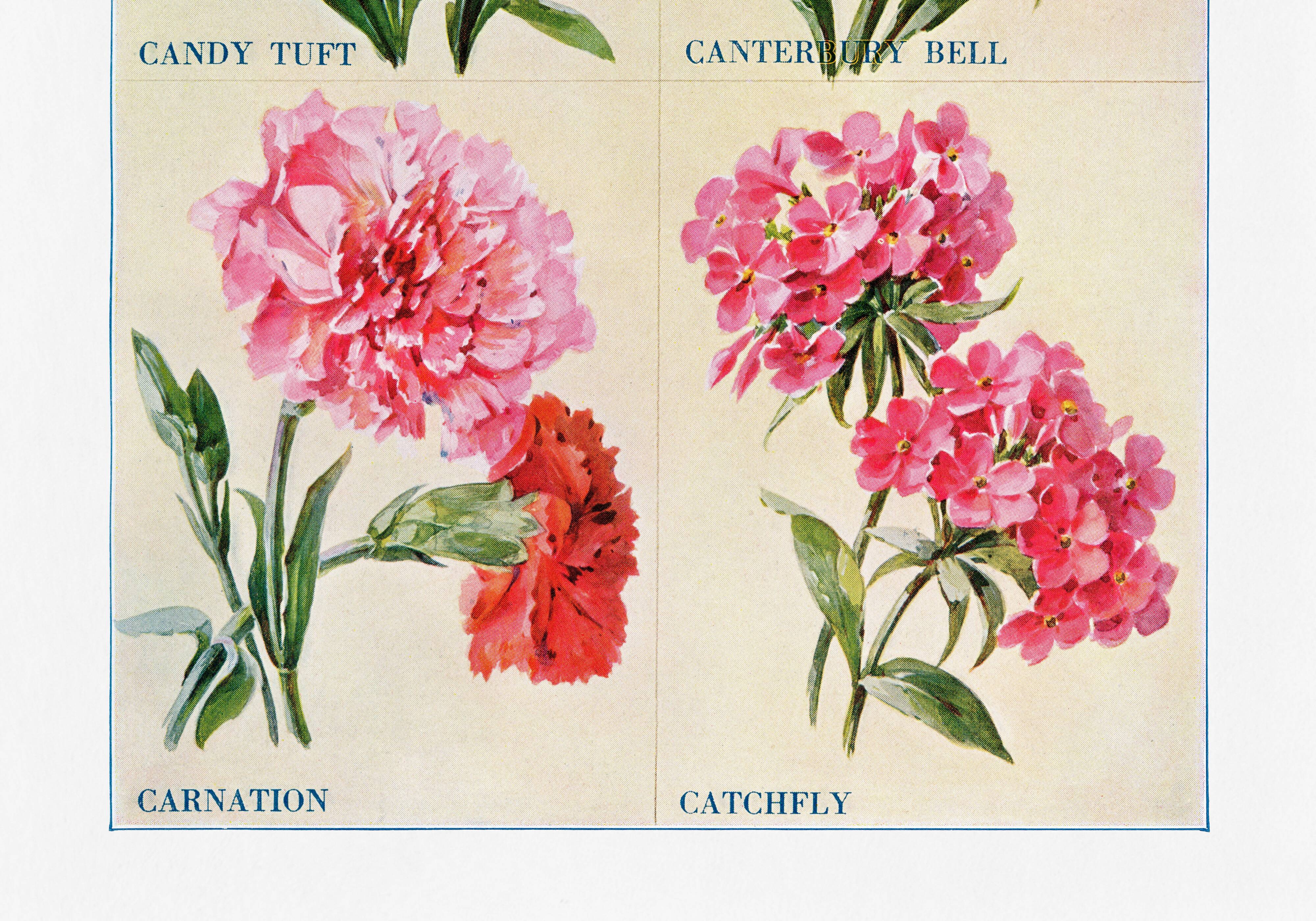 Affiche sur les giroflées, campanules, œillets et silènes