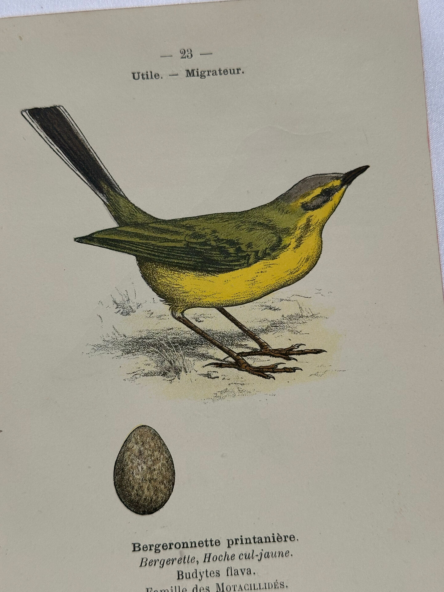 Planche Botanique Gravure oiseaux naturaliste ancienne 19eme