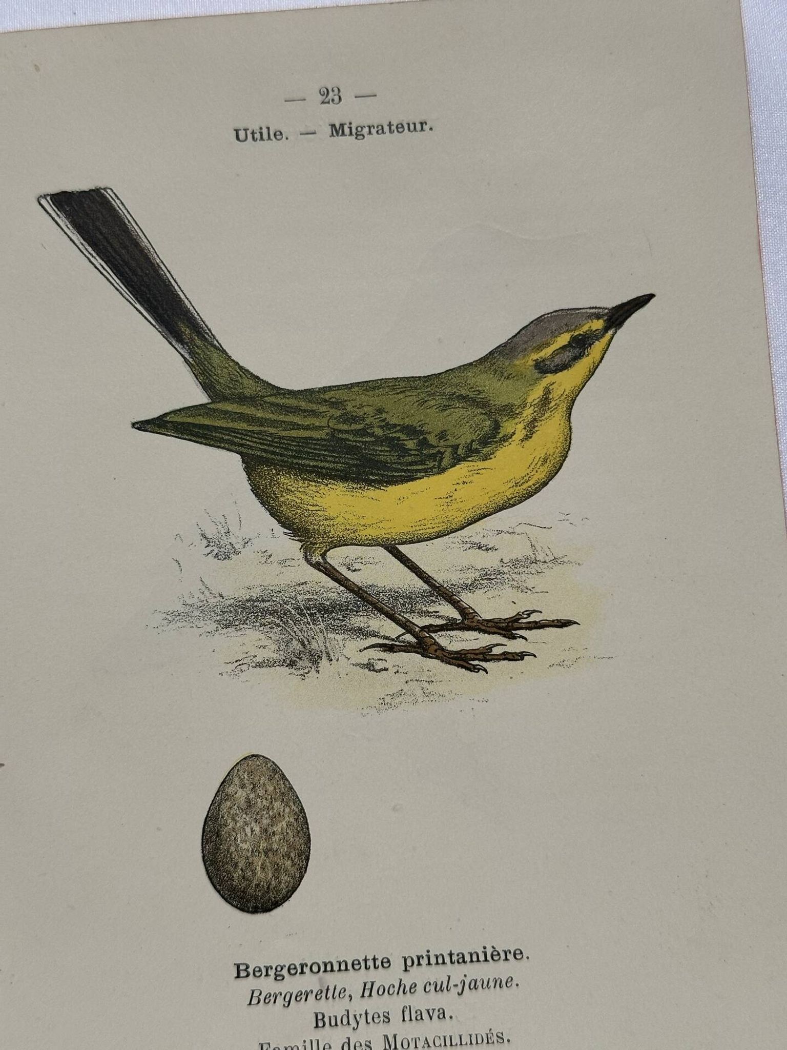 🐦 Botanical Plate Engraving of Birds, 19th Century Naturalist