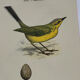 Planche Botanique Gravure oiseaux naturaliste ancienne 19eme