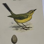 🐦 Botanical Plate Engraving of Birds, 19th Century Naturalist