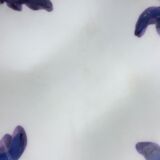 Plat art déco Automne pour Christofle en verre opalin