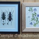 Green Oak | 1961 | Lepidoptera insect | Original pedagogical board| Entomology