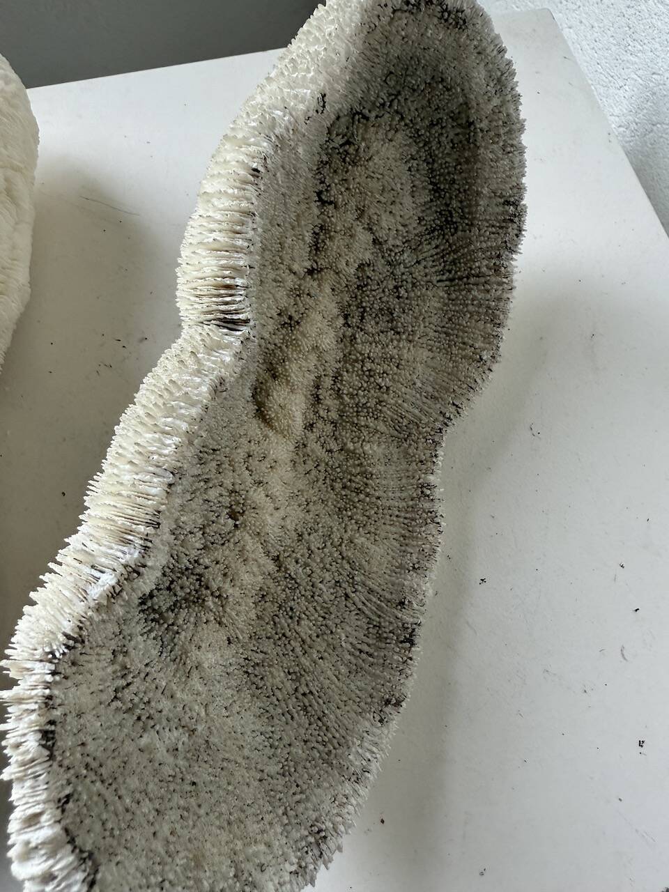 Pair of Fungia "shark cushion" corals