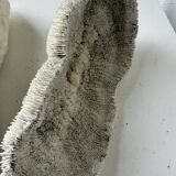 Pair of Fungia "shark cushion" corals