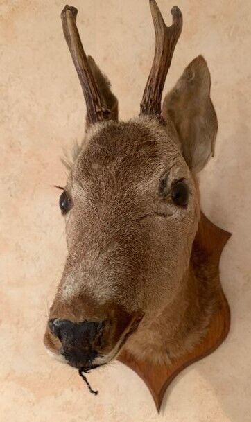 Taxidermy doe head deer deer hunting trophy