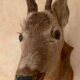 Taxidermy doe head deer deer hunting trophy