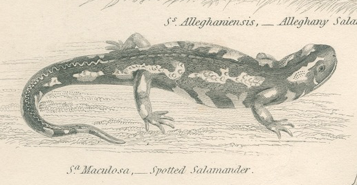 Old engraving of reptiles including salamander, marbled newt, Pl8, 1834