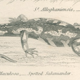 Old engraving of reptiles including salamander, marbled newt, Pl8, 1834