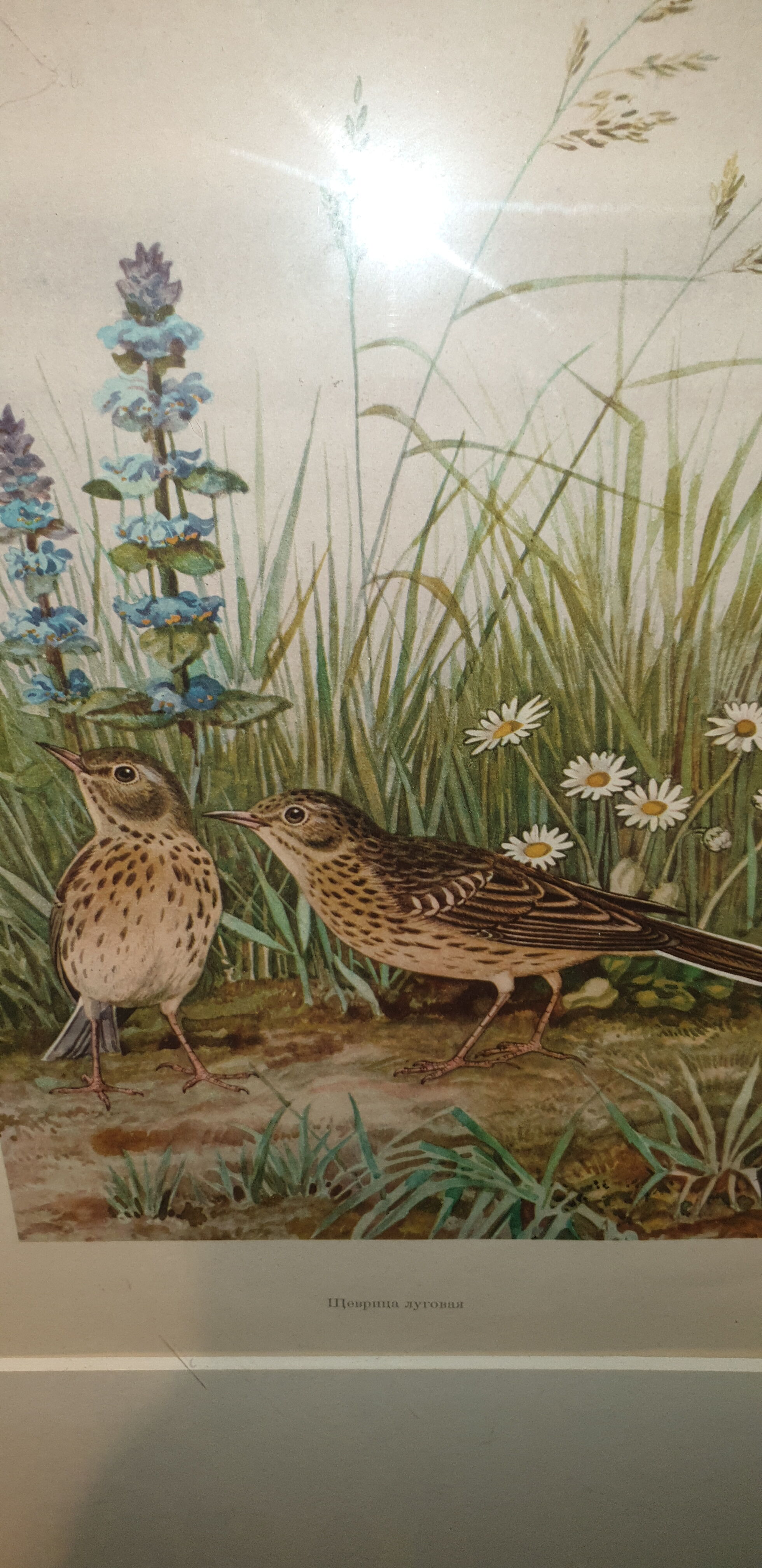 Ornithological engraving