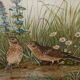 Gravure ornithologique