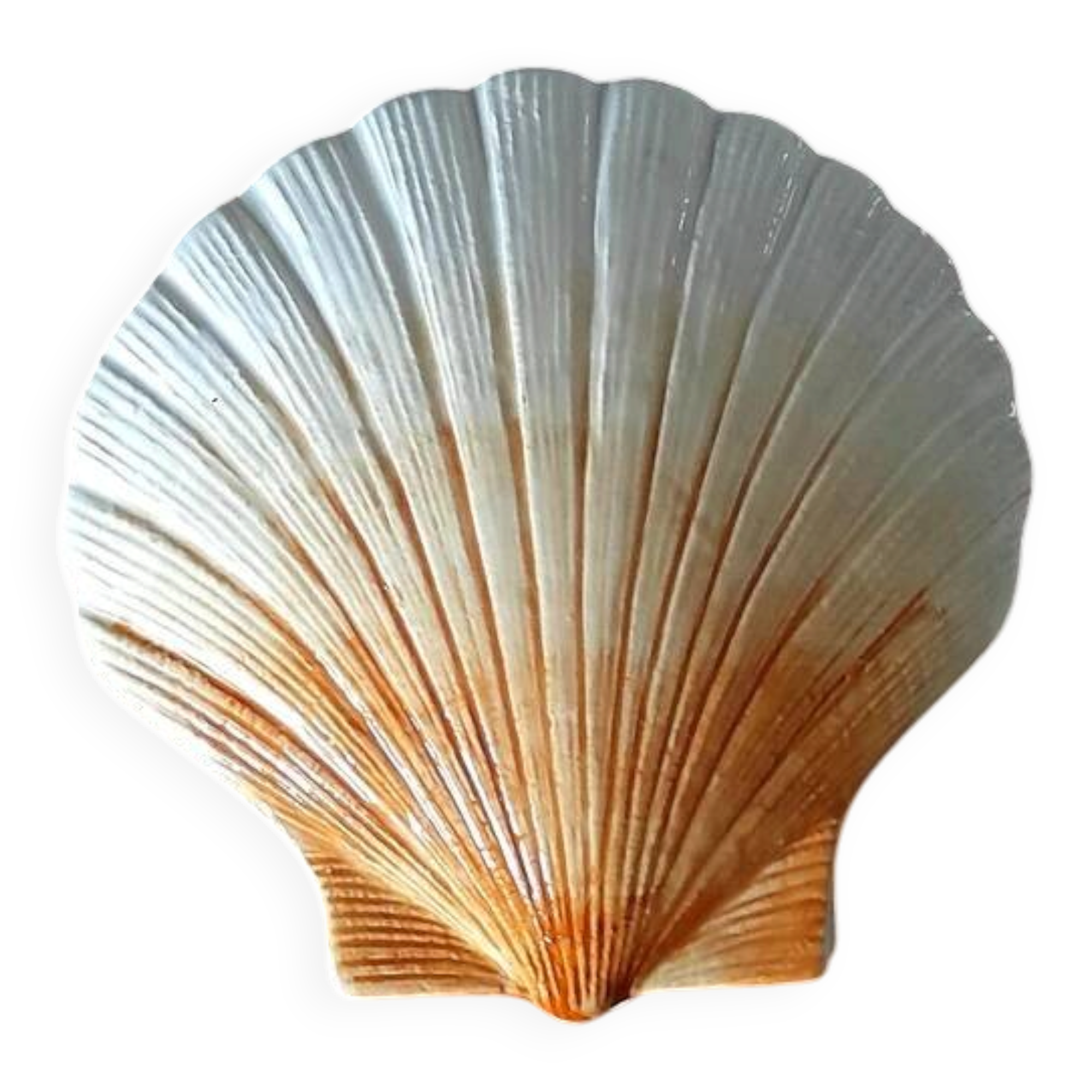 Ceramic shell 1960