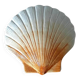 Ceramic shell 1960