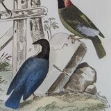 Original ornithological plate " Goldfinch - Grand Tangara -&c..." Buffon (1837)