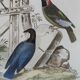 Original ornithological plate " Goldfinch - Grand Tangara -&c..." Buffon (1837)