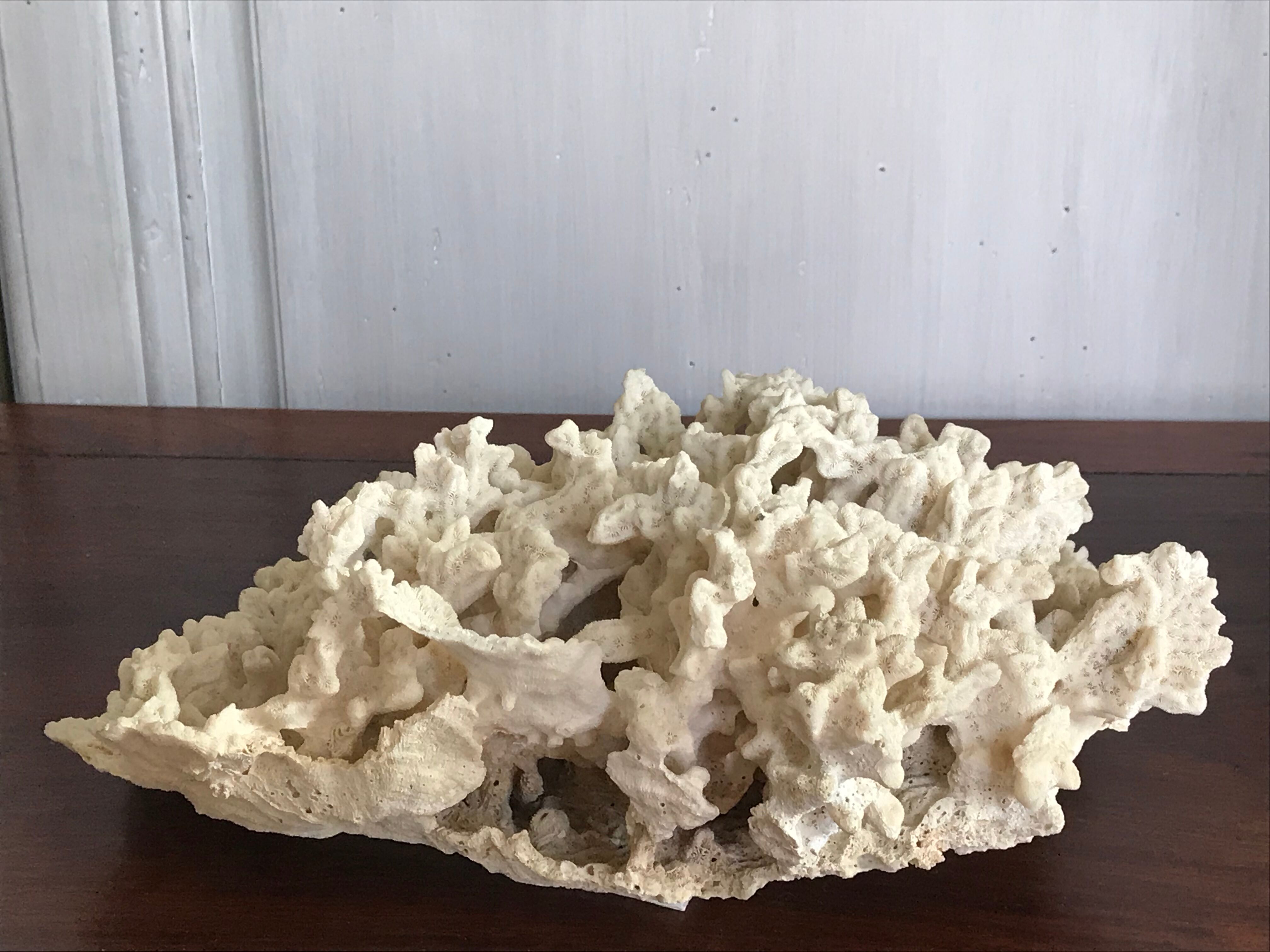 Ancient white coral 27X20 cm