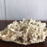 Ancient white coral 27X20 cm