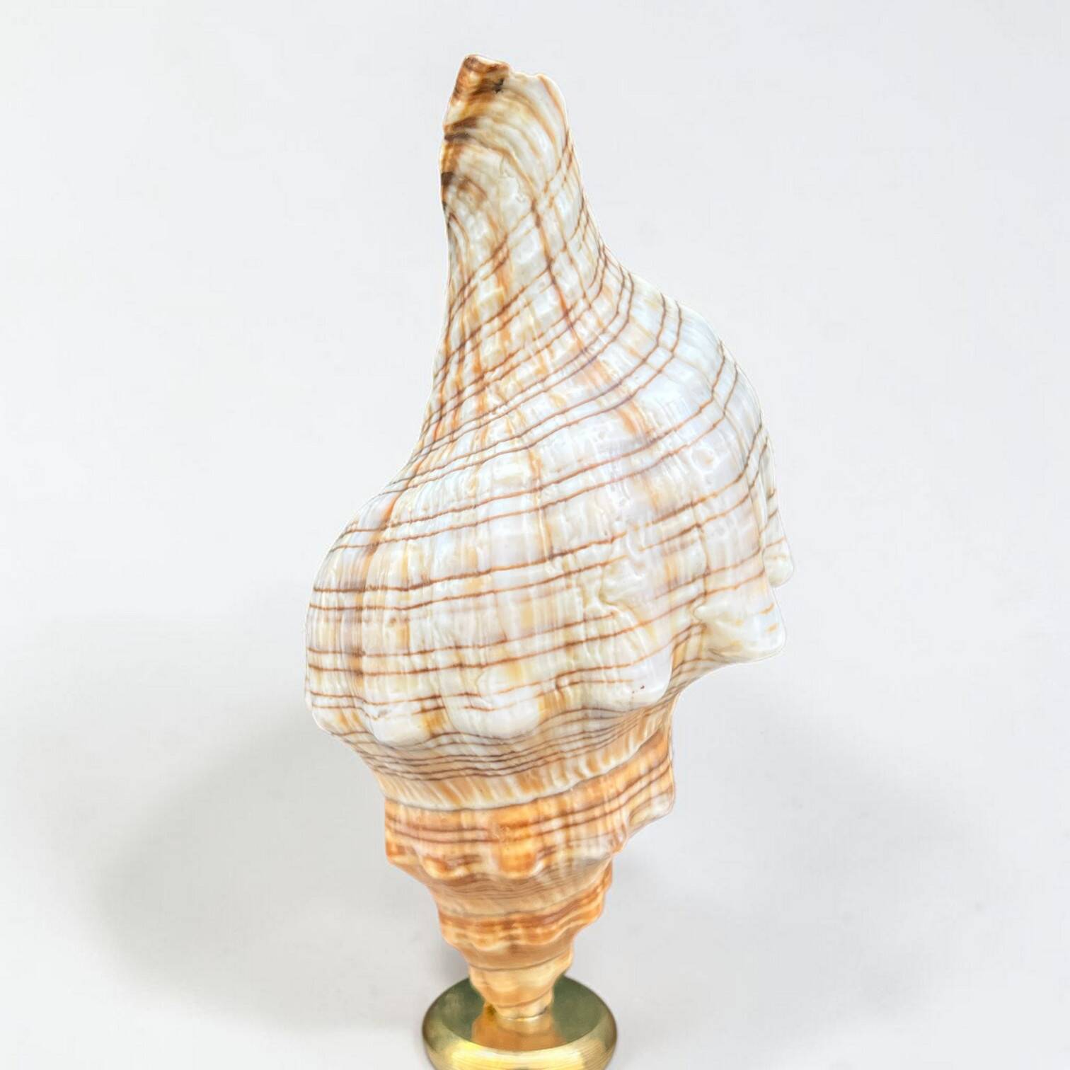 Sea snail shell Fasciolaria Trapezium on a turned wooden base