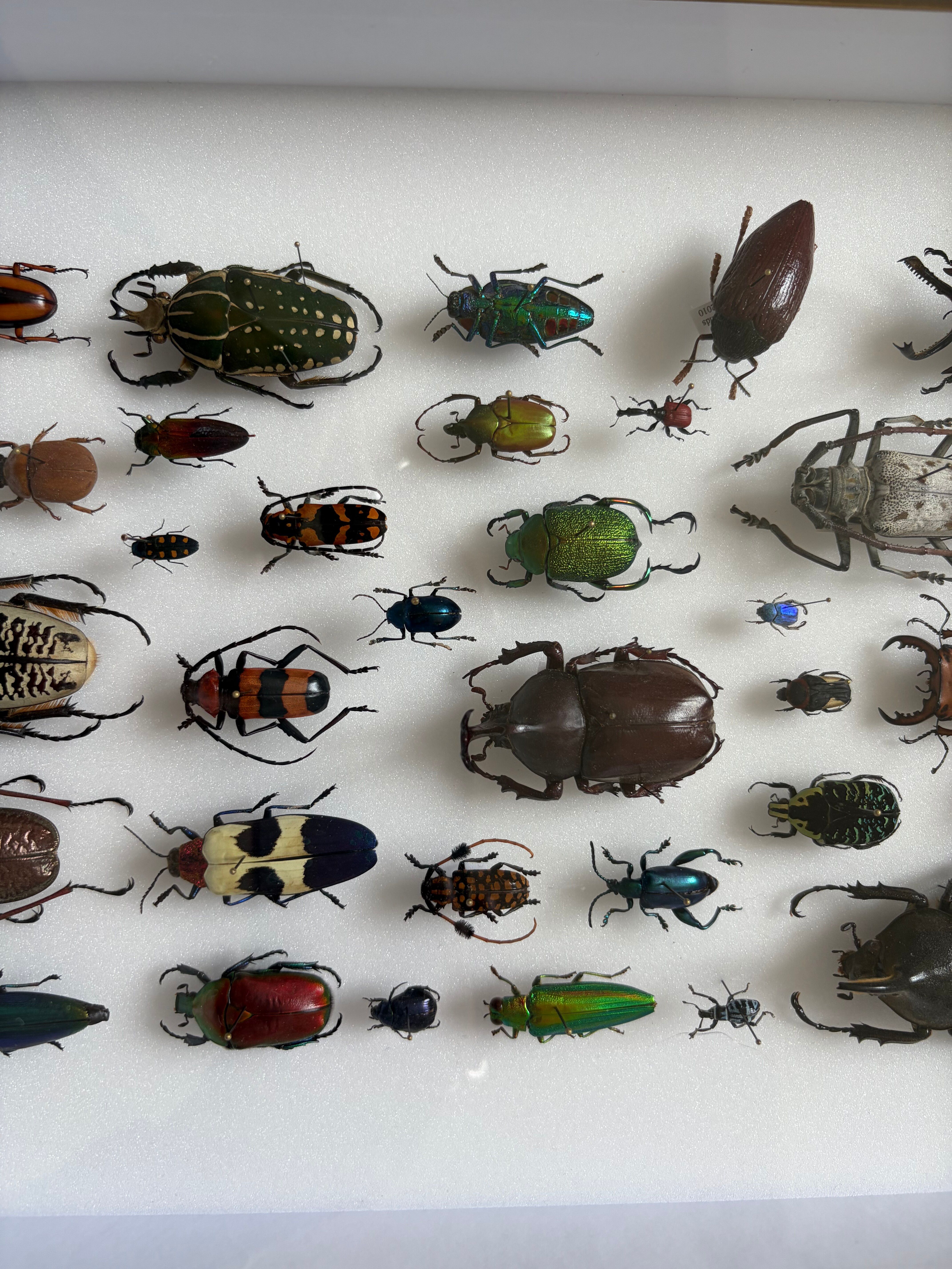 Entomological box Deyrolle Paris - Important collection of Coleoptera