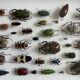 Entomological box Deyrolle Paris - Important collection of Coleoptera
