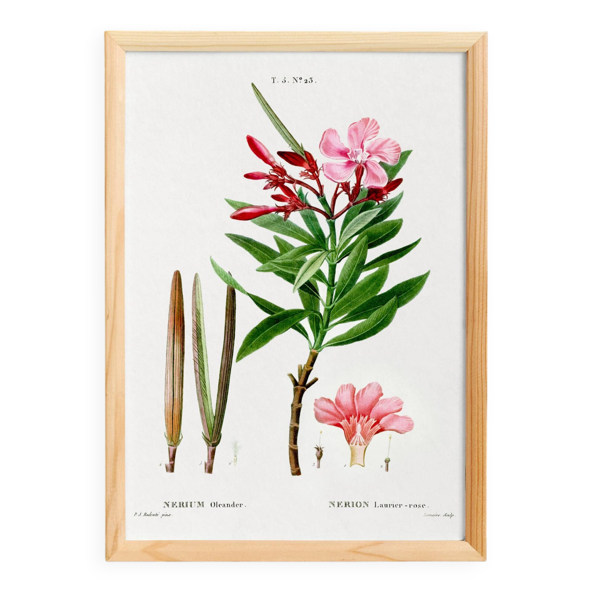 Botanical poster on the Oleander, after an old engraving from 1802