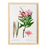 Botanical poster on the Oleander, after an old engraving from 1802