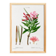 Botanical poster on the Oleander, after an old engraving from 1802