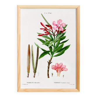 Botanical poster on the Oleander, after an old engraving from 1802