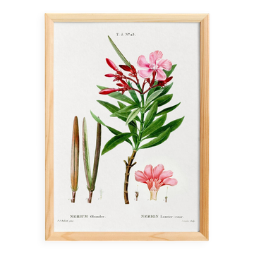 Affiche botanique sur le Laurier-rose, d’après une gravure ancienne de 1802