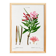 Botanical poster on the Oleander, after an old engraving from 1802