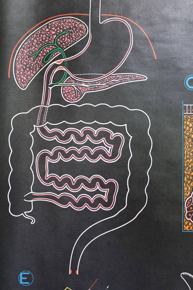 Poster of the digestive system Doctor Auzoux