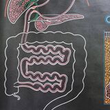 Poster of the digestive system Doctor Auzoux