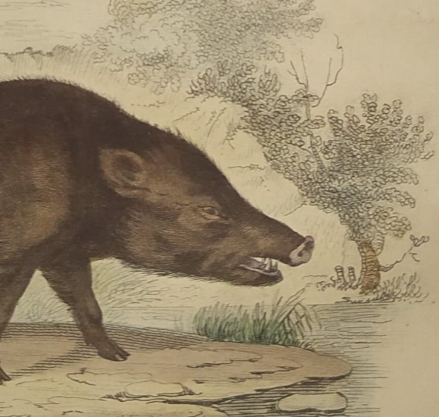 Original framed zoological plate, from 1839 " Pig & Boar "